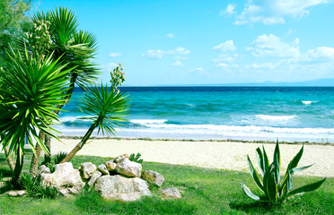 sea and grass under blue sky