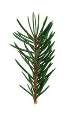 Fir branch