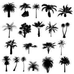Fototapeta na wymiar Kolekcja sylwetki palm