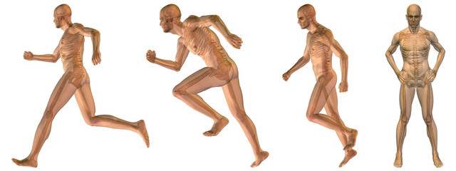 High resolution conceptual man anatomy