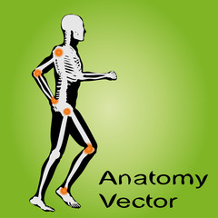 Vector conceptual human anatomy