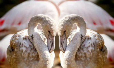 Photo sur Plexiglas Flamant Two flamingos like heart