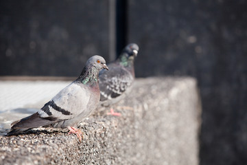 pigeons
