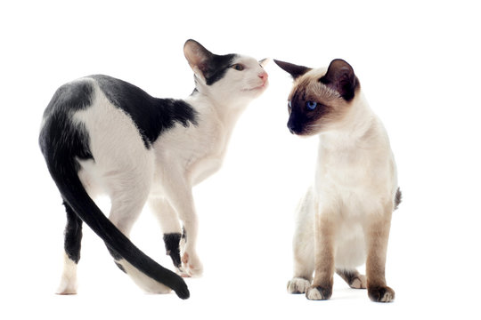 chatons orientaux et siamois