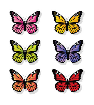 collection of butterfly