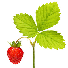 Wild strawberry  macro isolated on white