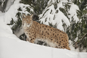 Luchs im Schnee