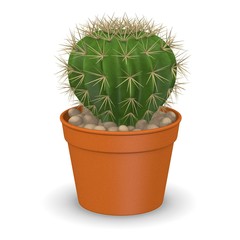 3d render of cactus flower