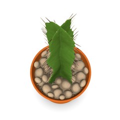 3d render of cactus flower