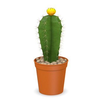 3d render of cactus flower