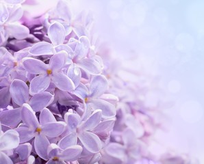 Just blooming lilac flowers. Abstract background. Macro photo.