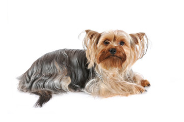 Yorkshire terrier portrait isolated on white