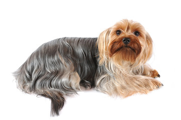 Portrait of yorkshire terrier isolated on white