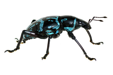 weevil on the white paper