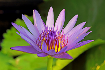 Purple Lotus