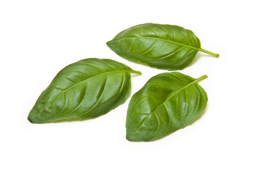 Fresh Basil leaves