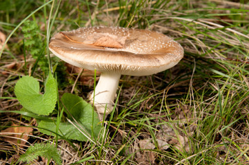mushroom