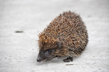 Obraz premium hedgehog with tongue out