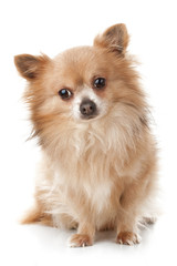 Sad chihuahua sitting in front of white background