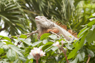 Orange iguana