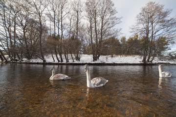 Swans in winter.