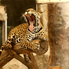 Leopard (Tiger)
