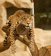 Fototapeta na wymiar Leopard (Tiger)