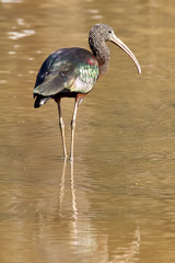 Glossy Ibis