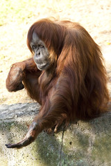 orangutan - 39313050