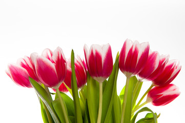 Tulpen vor Weiss/Tulips isolated on white
