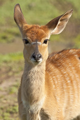 antelope