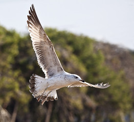 seagull