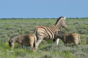 Fototapeta na wymiar dwóch młodych zebra z mamą, Etosha, Namibia