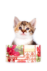 Multi-colored kitten in a gift box
