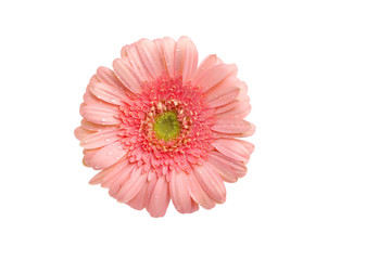 Beautiful pale pink gerbera daisy on white