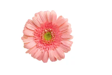 Crédence de cuisine en verre imprimé Marguerites Beautiful pale pink gerbera daisy on white