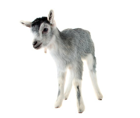 little goat isolated