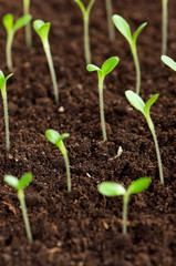 Green seedling