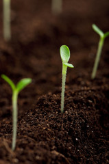 Green seedling