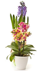 Phalaenopsis and hyacinth