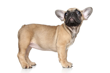 French bulldog puppy on a white background