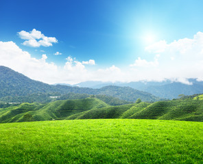 field of spring grass and mountain