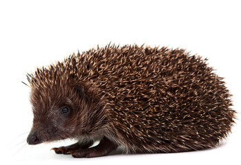 Hedgehog