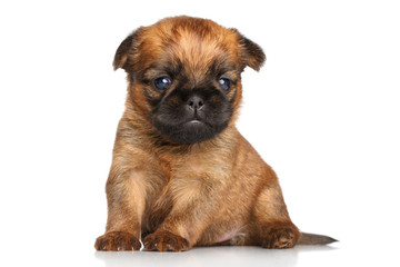 Griffon Bruxelles puppy on a white background