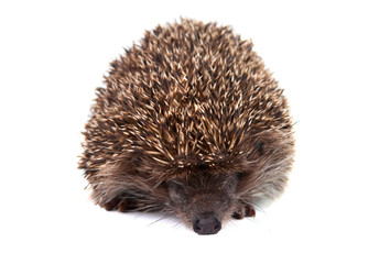 Hedgehog