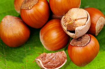 Hazelnut