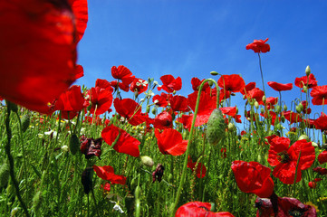 Obraz premium Campo di papaveri