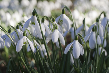 Galanthus nivalis - Snowdrops