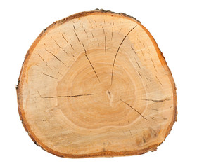 Top view of a birch stump - obrazy, fototapety, plakaty