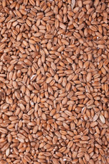 wheat texture, background